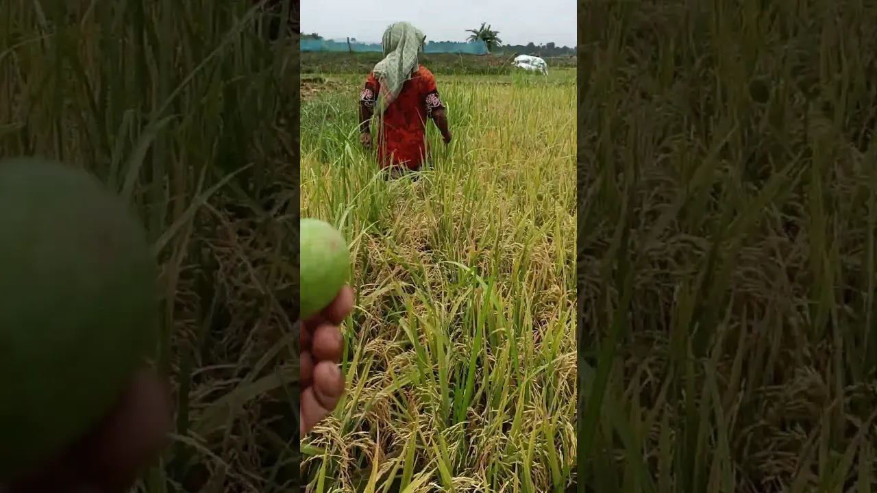 Golden Paddy field #shorts