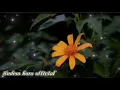 Download Lagu Dubri Gangswni Tor tingse Nihwr Badi/Gospel music video Status  /@hastainarzary1590 /@BBoysTube