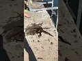 Octopus tickle