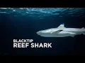 Lagu Sponsor an Animal - Blacktip Reef Shark
