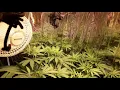 Week 2 Ultimate Jilly Black Rhino Cereal Fuel Banana Kush and Hawaiian Wedding Cake