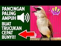 Lagu Masteran trucukan gacor ngalas tarung ropel paling bagus untuk pancingan trucukan agar bunyi nyaut