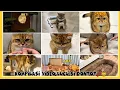 Download Lagu KOMPILASI VIDEO KUCING LUCU BIKIN NGAKAK DAN DI JAMIN SERU!!😺🐾 Pt-3 Edisi Kucing Bontot.