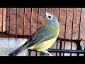 Download Lagu Burung Opior Jawa Gacor Variasi