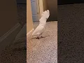 Download Lagu she's dancing 💃 #parrot #birds #fyp #طيور #ببغاء #sisi #umbrella