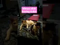 Download Lagu kucing ikuti suara dzikir#shorts#short#viral#video#kucing#kucingkampung#kucinglucu