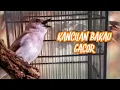 Download Lagu Masteran Suara Burung Kancilan Bakau Gacor