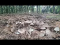 Download Lagu Jamur sawit // kita menemukan pulau jamur sawit