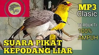 terbukti suara pikat kepodang kejepit 100 ampuh