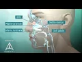 Tour of the Nasal Passage - 3D animation