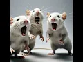 Download Lagu Suara Tikus Untuk Menarik Tikus | Suara Panggilan Tikus
