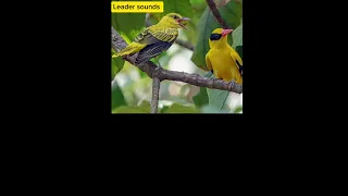 أجمل صوت لصيد الصفاري                                      دندنها