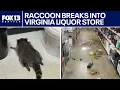 Raccoon breaks into Virginia liquor store, gets drunk, passes out