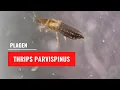 Pepertrips - Thrips parvispinus | Plagen