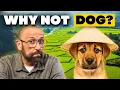Why do Asians eat dogs Why don t you