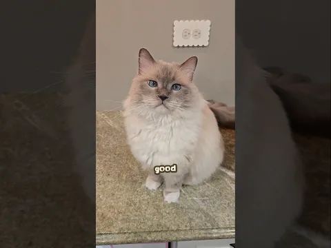 Smart cloud 🥰 #cat