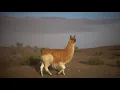 Download Lagu WAT IS HET VERSCHIL TUSSEN EEN LAMA EN EEN ALPACA?!!!