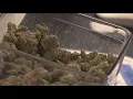 San Diego leaders propose new licensing rules for untaxed cannabis delivery businesses