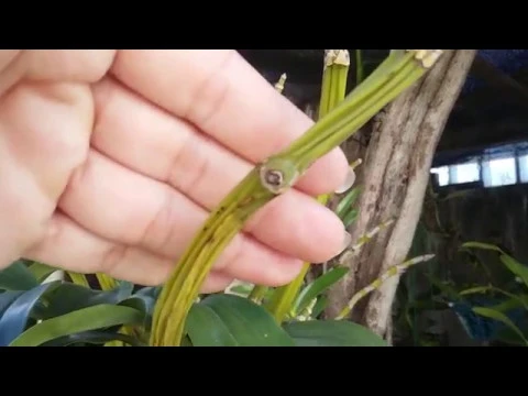 SUAS ORQUÍDEAS DENDROBIUM ESTÁ CAINDO AS FOLHAS? VEJA O MOTIVO DELAS CAÍREM..!