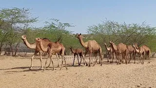 الجمال تسير في الصحراء 