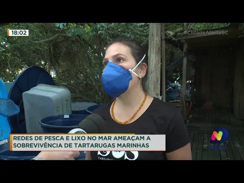 Redes de pesca e lixo no mar ameaçam a sobrevivência de tartarugas marinhas