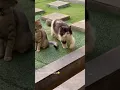 Download Lagu Suara yang buat kucing datang ke kita