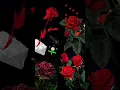 Download Lagu Mera Yar gulab hai Meri kismat kharab hai