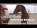 Inside the home of the Budweiser Clydesdale