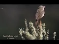 Download Lagu 🐦 berthelot's pipit - long version 🐦 in 4K / UHD 🐦 by ani male