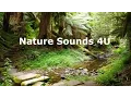 Download Lagu Suara Alam - Nyanyian burung hutan Australia dengan Magpies -santai-studi-meditasi-ambien-ASMR