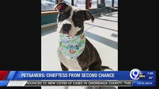 Petsavers Chieftess from Second Chance 3-22-20