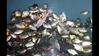 Piranha Eating Everything سمك البيرانا وهو يفترس سمكه جولدن فيش فى لحظات 