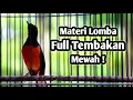 Download Lagu MASTERAN MURAI BATU FULL ISIAN TEMBAKAN CILILIN KAPAS TEMBAK JENGGOT CUNGKOK GEREJA KENARI LOVEBIRD