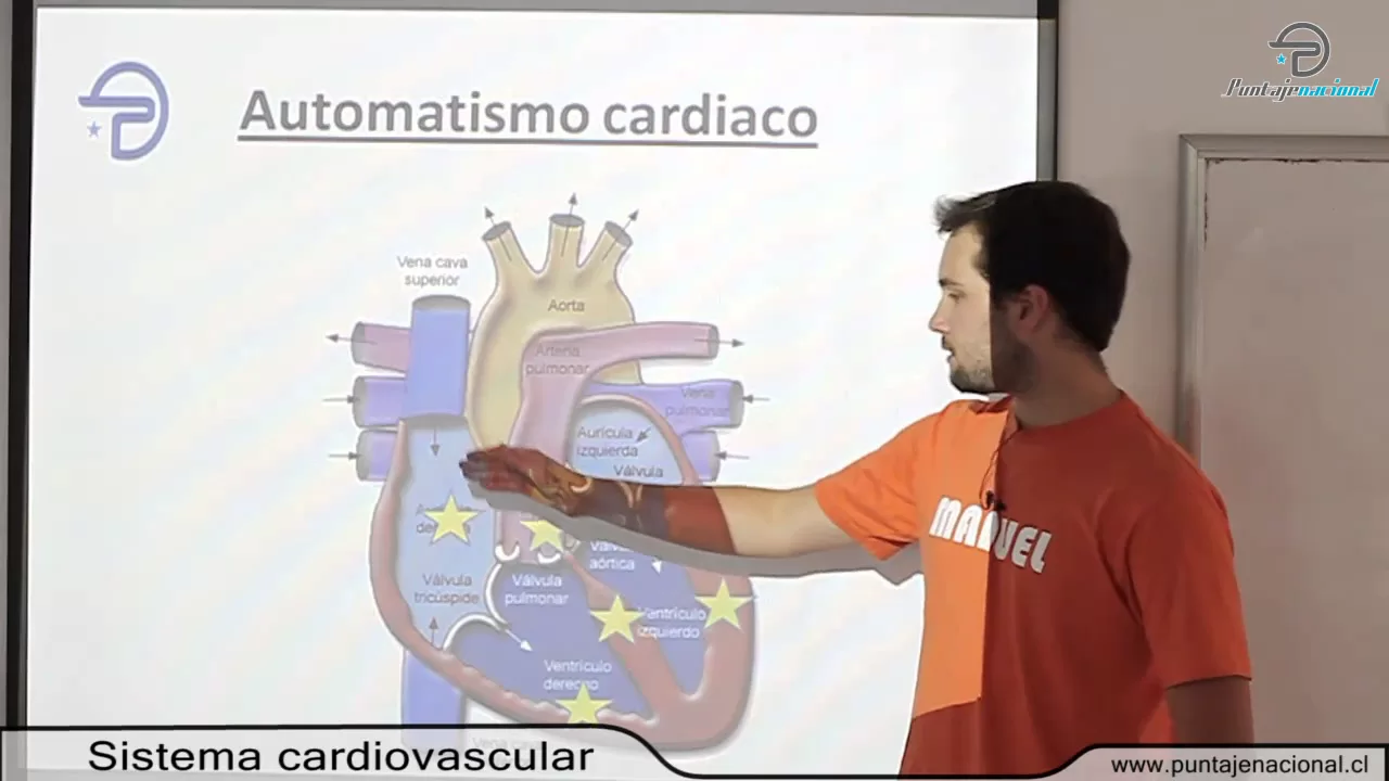 BIOLOGIA MC -- Procesos y funciones vitales -- Sistema cardiovascular