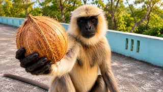 This Langur Found a GIANT Coconut! 🥥