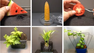 365 Days in 8 Munites - Growing Plants - Time Lapse Compilation #6