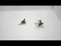 Download Lagu Flying Female Jewel Stag Beetle (Lamprima adolphinae)