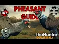 Great One PHEASANT Hunting Made EASY theHunter Call Of The Wild