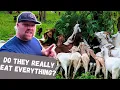 Why Do Goats Eat Everything