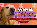 Why Is My Golden Retriever s Nose Turning Pink