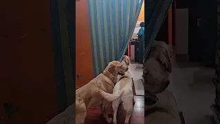 Big Brother Visit Simba Goldenretreivers Labrador 