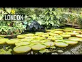 Kew Gardens Largest Botanical Garden in the WORLD London Walking Tour