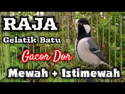 Download MP3 Gelatik batu gacor super duper ISTIMEWAH