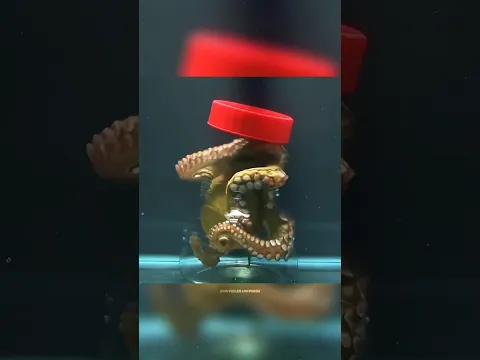 Octopus intelligence #science #sciencefacts
