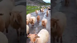 اصوات غنم اغنام غنماتي Sheep Animals Goat Farming Sound Shorts  اصوات غنم اغنام غنماتي Sheep Animals Goat Farming Sound Shorts