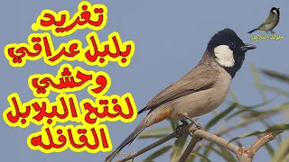 تغريد بلبل عراقي وحشي لفتح البلابل القافلة 