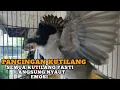 Download Lagu kutilang gacor TARUNG buat pancingan kutilang agar bunyi jadikan burung kutilang gacor