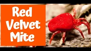 Download Red Velvet Mite : facts and life cycle | sangopang MP3