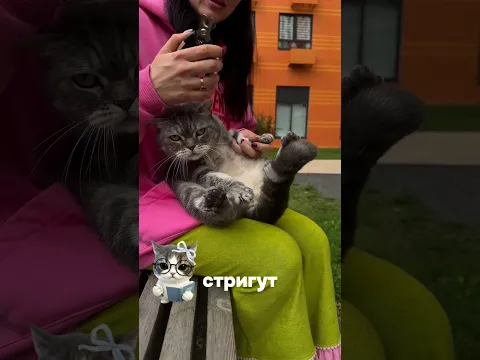 КАК ПОСТРИЧЬ КОТУ КОГТИ НА УЛИЦЕ
