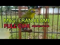 Download Lagu Masteran Kecial Kuning || Full Ciak Alami || Lombok Sasak tv